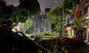 Cổ thụ bật gốc ngổn ngang ở trung tâm Hà Nội