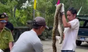 Trăn gấm 10 kg chui vào ngư cụ của ngư dân