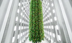 Trang trại thẳng đứng trong nhà đầu tiên trồng dâu tây